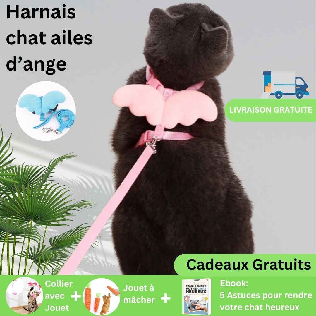 Harnais soft avec laisse pour chats